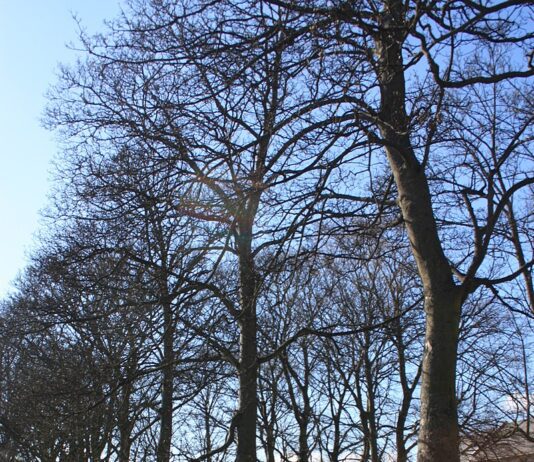 Виктория-Парк — история места, где прошлое “уживается” с настоящим