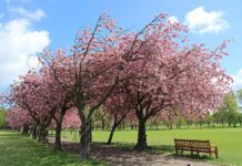 The Meadows – від місця випасання худоби до громадського парку