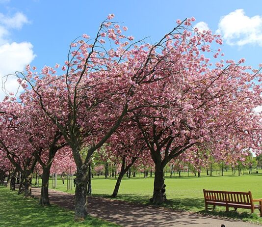 The Meadows – від місця випасання худоби до громадського парку