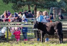 Gorgie Farm – історія единбурзької ферми, яку шалено люблять люди