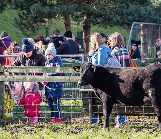 Gorgie Farm – історія единбурзької ферми, яку шалено люблять люди