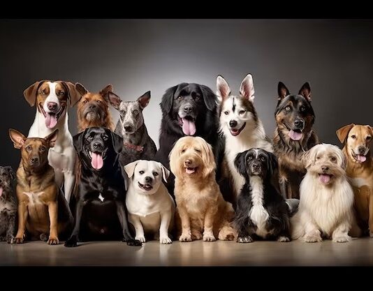 Активні та енергійні, спокійні та тихі: породи найпопулярніших собак в Единбурзі