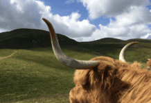 Swanston Farm: A Journey Through 800 Years of Edinburgh History