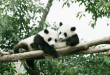 Avery: Edinburgh’s Zoo Volunteer – How One Spontaneous Decision Can Change a Life Forever