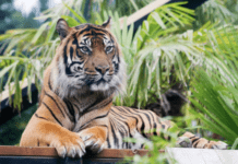 Edinburgh Zoo: One of Scotland’s Most Visited Paid Attractions