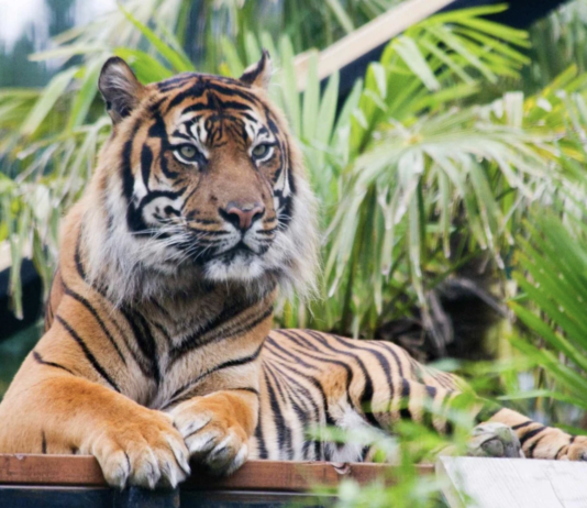 Эдинбургский зоопарк – одна из самых посещаемых платных достопримечательностей Шотландии