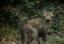 The Royal Zoological Society of Scotland: A Flagship for Wildlife Conservation