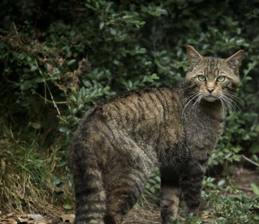 The Royal Zoological Society of Scotland – организация, которая является флагманом в части защиты дикой природы