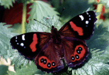 Метелики, бабки та жучки – комахи шотландської столиці