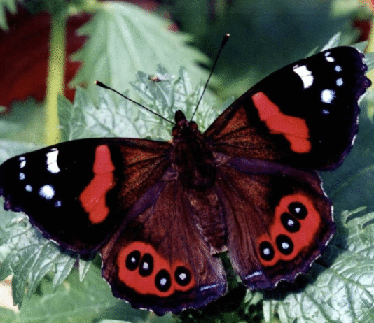 Butterflies, Dragonflies, and Beetles – The Insects of the Scottish Capital