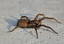 Жахливі та важливі: павуки Единбурга і його околиць