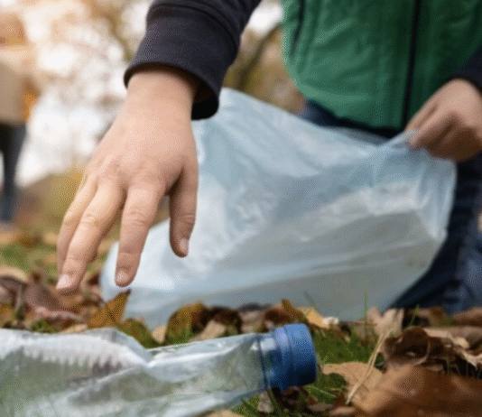 Экологическое сознание Эдинбурга: инициативы и действия горожан