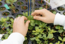 The Vertical Farm: A Unique Solution for Comprehensive Crop Research