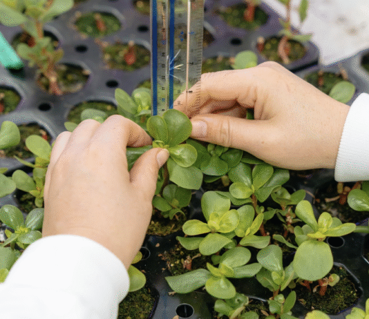 The Vertical Farm: A Unique Solution for Comprehensive Crop Research
