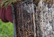 Mycorrhizal Fungi Pellets: The Premier Innovative Solution for Preserving Tree Life
