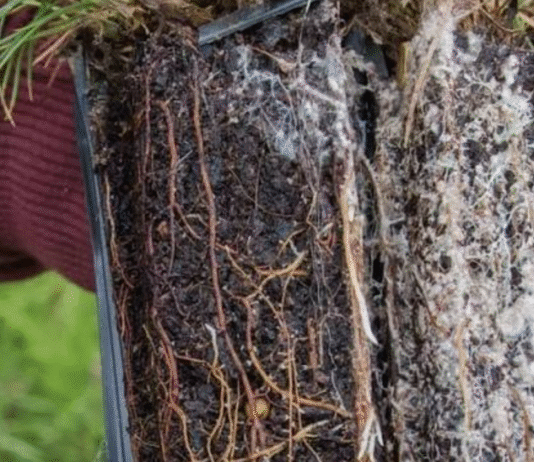 Mycorrhizal Fungi Pellets: The Premier Innovative Solution for Preserving Tree Life