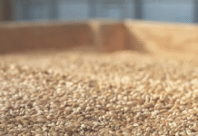 Робототехніка як інноваційний метод покращення умов зберігання зерна