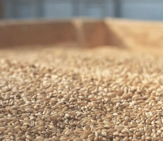 Robotics as an Innovative Method for Improving Grain Storage Conditions